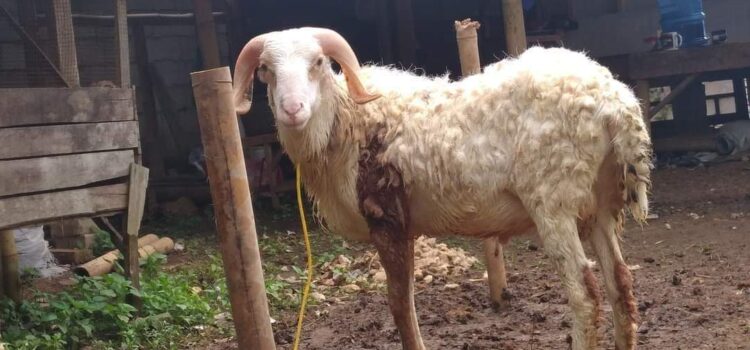 Keutamaan Dan Hikmah Berqurban Keutamaan Dan Hikmah Berqurban